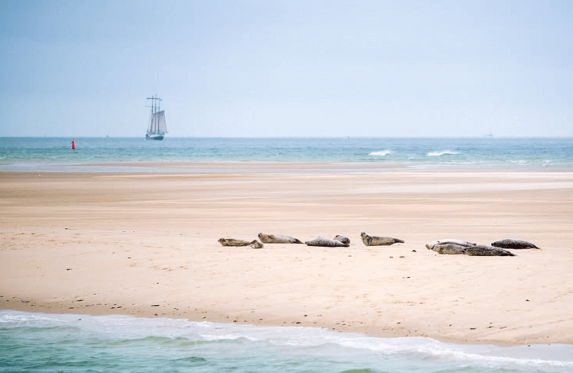 wandelen_op_texel.png